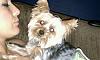 Does yorkie ever give you dirty looks?-love.jpg