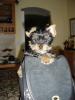 Where have you sneaked your Baby into?-tiger-my-coach-bag.jpg