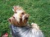 Pigtails on Girl Yorkies!-bella4-005.jpg