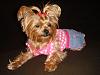 Pigtails on Girl Yorkies!-yt-piggies.jpg