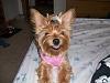 Pigtails on Girl Yorkies!-princess-teapot.jpg