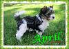New Addition to the Family!!!!!-9-weeks.jpg