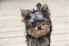 Pigtails on Girl Yorkies!-pep62.jpg