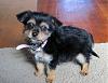 Intro and don't hate b/c I have a morkie...-img_0271.jpg