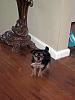 Intro and don't hate b/c I have a morkie...-img_0277.jpg