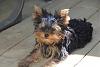 Pigtails on Girl Yorkies!-pep63.jpg