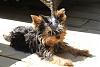 Pigtails on Girl Yorkies!-pep64.jpg