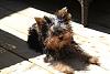 Pigtails on Girl Yorkies!-pep65.jpg