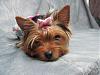 Is Emma a "red legged yorkie"??-5-14-2011-harlow-007.jpg