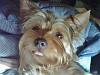 Gremlin da Yorkie; ON FACEBOOK-img01330-20110628-0800.jpg