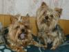 My Yorkies  are so important for me !-2ea5.jpg