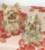 My Yorkies  are so important for me !-1355.jpg