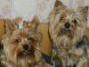 My Yorkies  are so important for me !-99ba.jpg