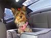 Doggie Car Seat-zoe-carseat.jpg