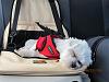 Doggie Car Seat-car-seat-2.jpg