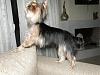 Yorkie Coats, Colors, Growth Chart Discussion-201107030025..jpg