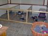 Yorkie Heaven Or Yorkie Cell?-kennel-pics.jpg