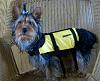 Gladiator Pet Preserver Life Vest for .10-lifejacket.jpg