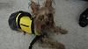 Gladiator Pet Preserver Life Vest for .10-lj-1.jpg
