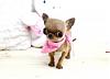 Korean Puppy kennels in US - supplier-thumb_424_04-messed-up-chihuahua.jpg
