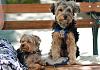 Application for Membership--YT TEAPOT Club-pupsimg_0658.jpg