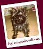 is she a yorkie ?-gabby-dooo-007.jpg