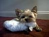 What's your Yorkie's 'weirdest' toy/lovey?-img00200-20100910-1321.jpg