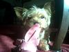 What's your Yorkie's 'weirdest' toy/lovey?-roxiewubba.jpg