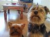 Small yorkie and large yorkie! Does it work?-b-g.jpg