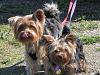 Small yorkie and large yorkie! Does it work?-darwin-mabel-double-size-.jpg