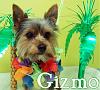 His name was Gizmo...-283320_808416849376_38511553_38316284_7605556_n.jpg