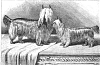 YorkieTalk trivia contest.......play right here!-huddersfield_ben.png