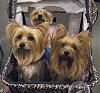 YHR Reliant Raffle <3 ~Help Support the Rescue Pups ~<3-reliant-dog-show-july-2011-houston-101.jpg