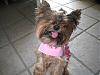 YorkieTalk trivia contest.......play right here!-img_2483.jpg
