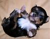 YorkieTalk trivia contest.......play right here!-jillie.jpg