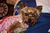 YHR Reliant Raffle <3 ~Help Support the Rescue Pups ~<3-gabby14.jpg