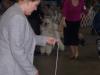 Akc Dog Show-101_1357-640-x-480-.jpg