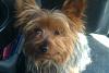 Looking for a home for male/female yorkie.-chole.jpg