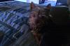 Looking for a home for male/female yorkie.-smokey.jpg