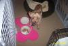 My Aunt's New Adopted Yorkie-dcp_2168a.jpg