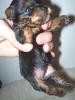 In Memory of Maddie-untitled-2.jpg