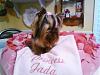 YorkieTalk Fundraiser Raffle 2011! RAFFLE TICKETS ON SALE NOW!-photo07301613-800x600-640x480-.jpg
