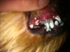 Canine Teeth Question- Gum turning brown...-bigs-teeth.jpg