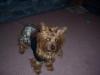 hi fellow yorkie lovers, i just want to introduce my self-101_1227-640-x-480-.jpg