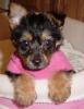 hi fellow yorkie lovers, i just want to introduce my self-cnv0195.jpg