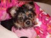 hi fellow yorkie lovers, i just want to introduce my self-cnv0210.jpg