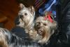 Now I'm looking at a 0 Yorkie-img_9853.jpg