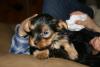 Now I'm looking at a 0 Yorkie-img_9851.jpg