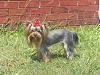 Yorkie hairstyles - Fido's looking for a new hairstyle !-newdo2.jpg