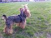 Yorkie hairstyles - Fido's looking for a new hairstyle !-1.jpg